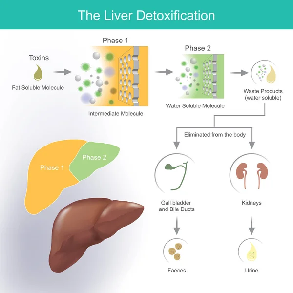 La désintoxication du foie . — Image vectorielle