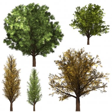 Yeşil Forrest ağaç arka plan. Beyaz yalıtma arka plan.