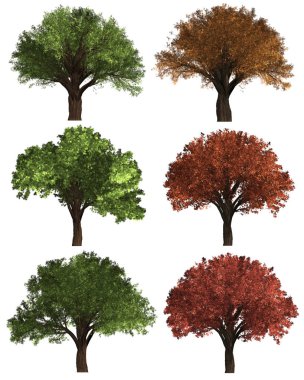 Yeşil Forrest ağacı arka plan. 
