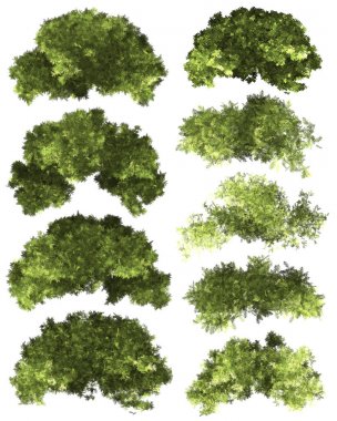 Yeşil Forrest ağaç arka plan. 3d İllüstrasyon. Beyaz arka plan