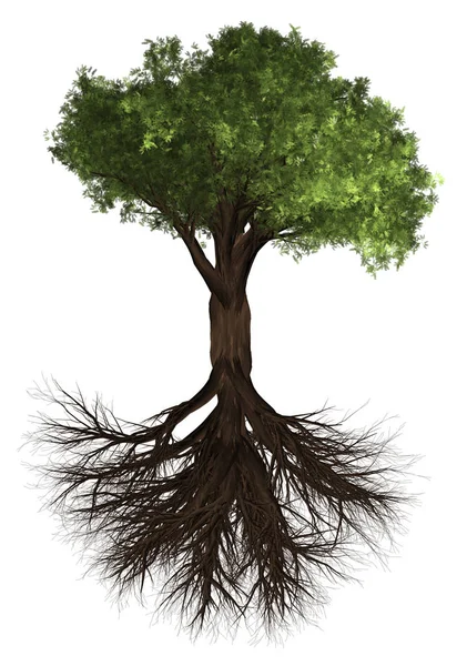 树和根。绿色福雷斯特树背景。3d 插图. — 图库照片