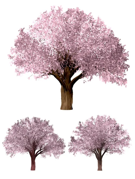 樱花树。绿色福雷斯特树背景。3d 插图。惠 — 图库照片