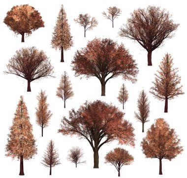 Sonbahar Forrest ağaç arka plan. 3d İllüstrasyon. Beyaz arka plan
