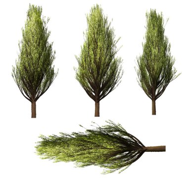 Yeşil Forrest ağaç arka plan. 3d İllüstrasyon. Beyaz arka plan