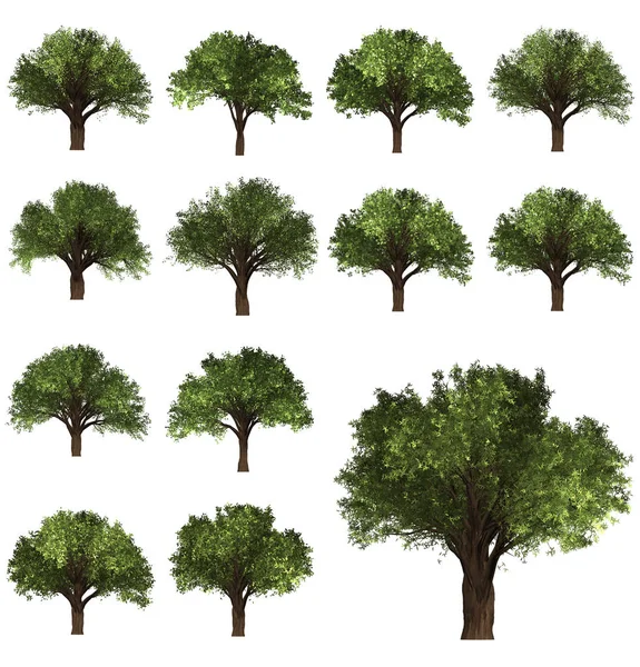 Sfondo albero Forrest verde. Illustrazione 3D. Sfondo bianco isolato. Natura e Giardini design . — Foto Stock