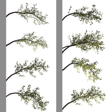 Ağaç dalı arka planı. 3d İllüstrasyon. Beyaz arka plan izolat