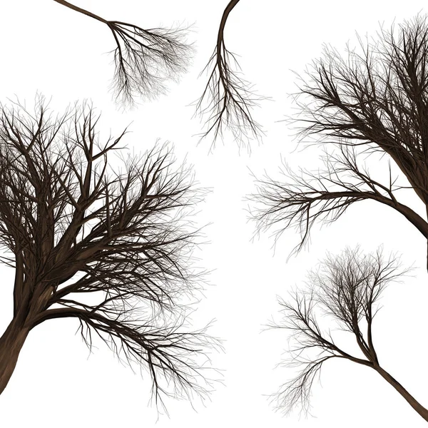 树分支背景。3d 插图。白色背景隔离 — 图库照片