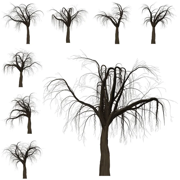 Sfondo ramo albero. Illustrazione 3D. Isolato di sfondo bianco — Foto Stock