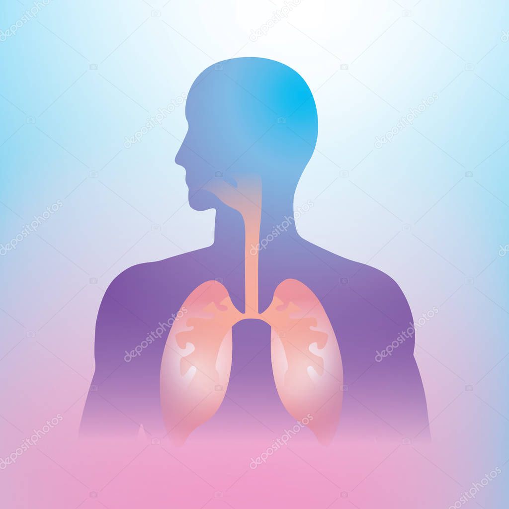 Human lung illustration info graphic. Human body parts.