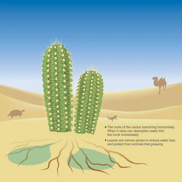 Wyjaśnij ilustrują Kaktus żyją w pustyni bardzo gorąco i d — Wektor stockowy