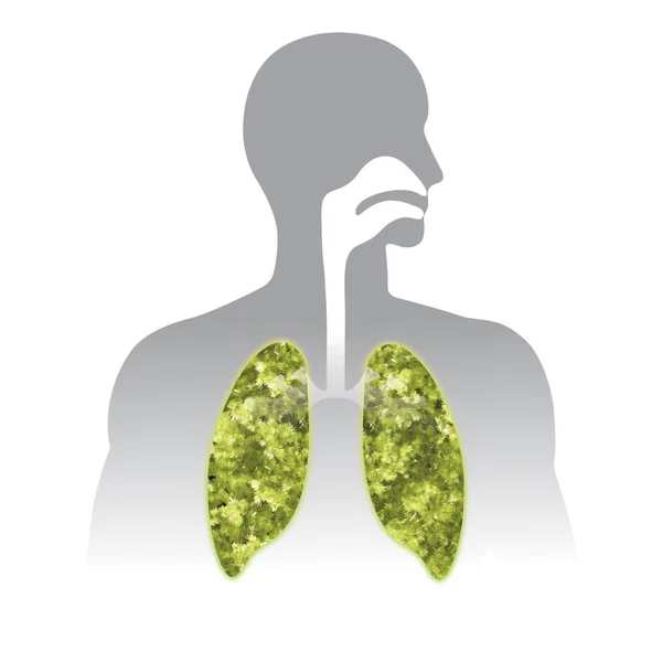 Aliento fresco. Green Human lung illustration info graphic (en inglés). Humano —  Fotos de Stock