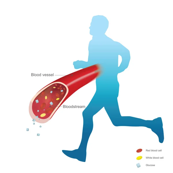 Glucocorticoides uso de hormonas y ayudar a aumentar la glucosa en sangre. RED — Vector de stock