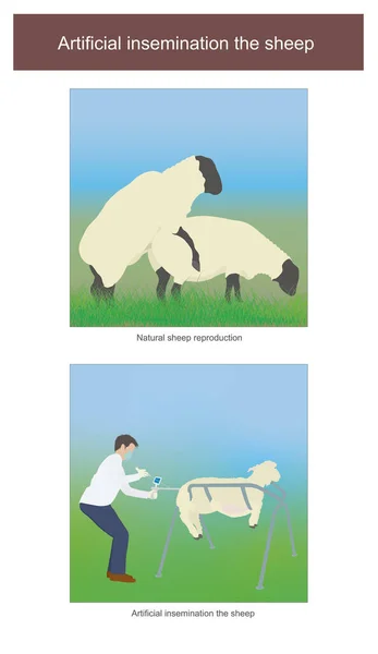 Sztuczne zapłodnienie owiec. — Wektor stockowy