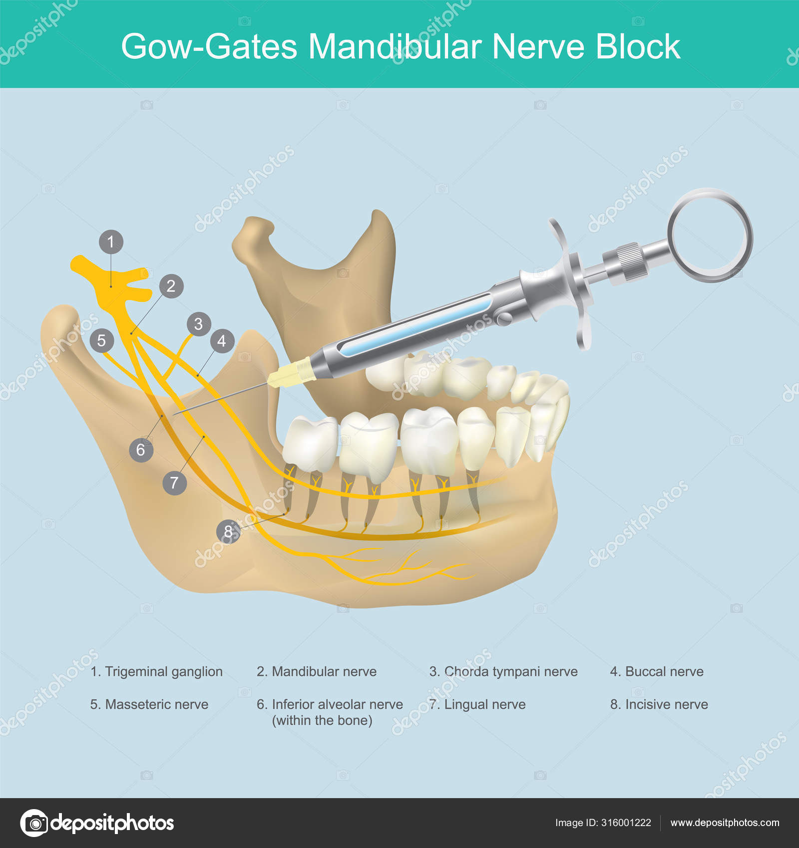 Een onderkaak zenuwblok. Illustratie vectorafbeelding door © pattarawit