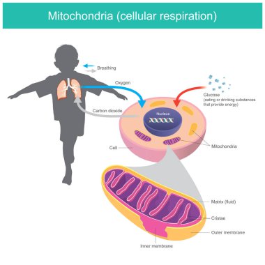 Mitochondria. Illustration explain human body received glucose and oxygen such as eating or drinking after that the cell system changes glucose in a fluid matrix from mitochondria to energy stored and release carbon dioxide gas out clipart