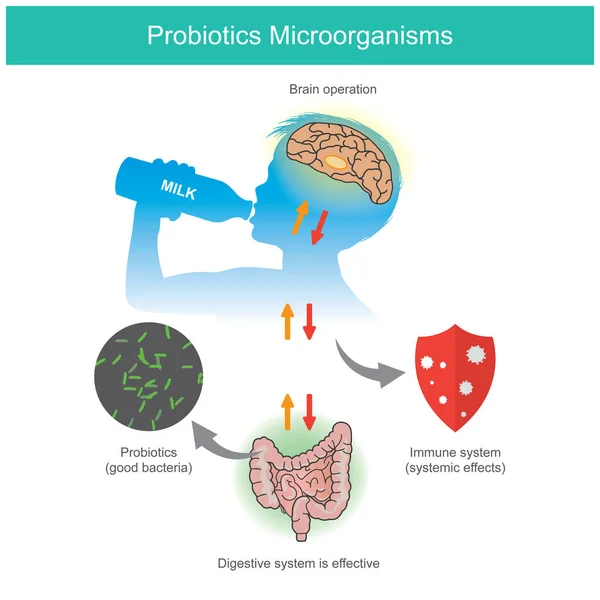 Пробиотики Микроорганизмы Пример Диаграммы Ребенок Получает Пробиотики Молочнокислые Бактерии Питьевого — стоковый вектор