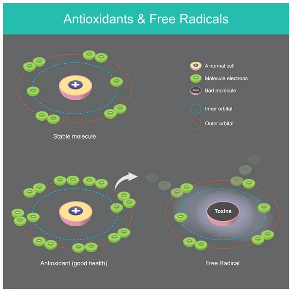 Antioxidants Radicals Diagram Explain How Antioxidants Molecule Work Trap Toxic — Stock Vector