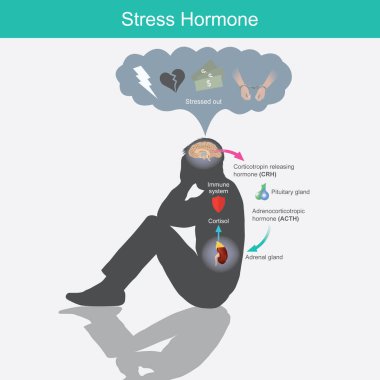 Stress Hormone. Diagram showing the stress response in human body from stimulation of the brain clipart