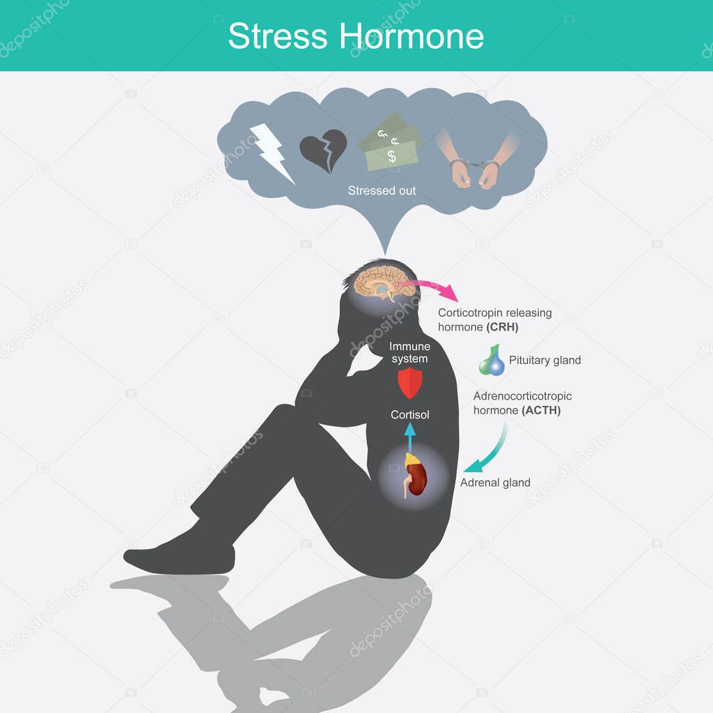 Stress Hormone. Diagram showing the stress response in human body from stimulation of the brain