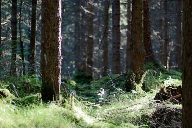 Sunlight streams through tall trees in a peaceful forest, illuminating the lush green moss covering the ground. The scene evokes tranquility and natural beauty.