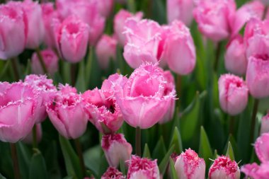 Parlak pembe laleler yakın , Keukenhof 