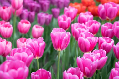 Parlak pembe laleler yakın , Keukenhof 