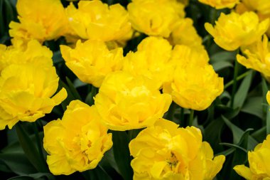 Çiçek tarhında sarı Hollanda laleleri