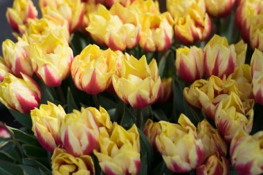 cnhcghn k kg kugyu gk kuyg kukug kk