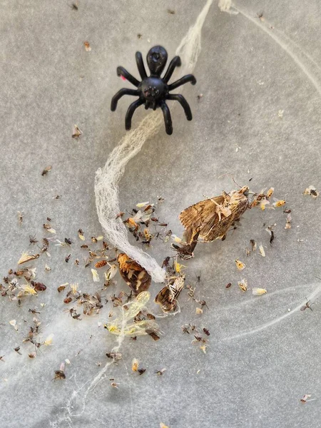 spider with a white background. A photograph of a toy black spider on a web among dead insects. Halloween decoration.