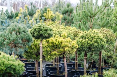 Noel ağacı fidan sera Satılık iğne yapraklı ağaçlar dekoratif depolama