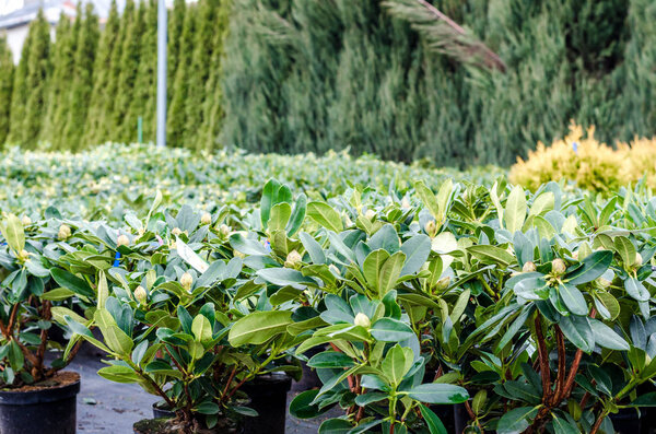 Rhododendron hybride Red Jak burans gurans красочное изобилие на ветвях деревьев цветы поддерживают темно-зеленые листья закрыть естественный солнечный свет
.