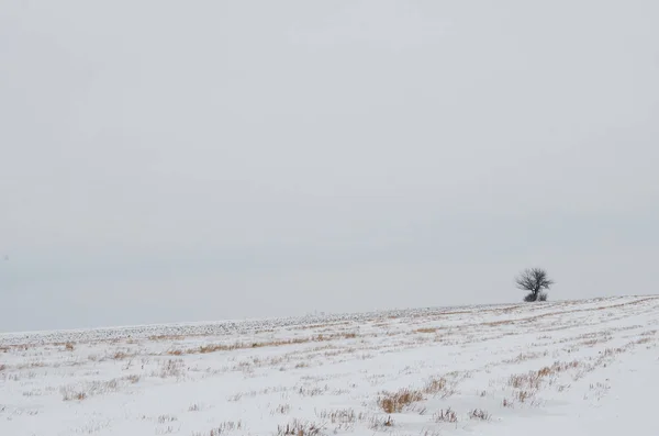 Solitudine Campo Neve Solo Albero All Orizzonte Della Vita Natura — Foto Stock