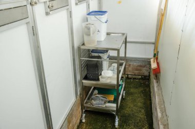 Üreme kafesinde papağanlar safkan kuş türleri papağan kuşları yer 