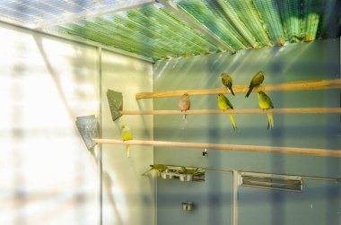 Üreme kafesinde papağanlar safkan kuş türleri papağan kuşları yer 