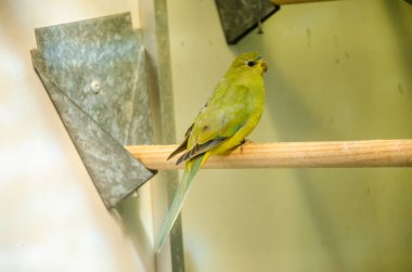 Üreme kafesinde papağanlar safkan kuş türleri papağan kuşları yer 