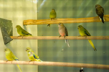 Üreme kafesinde papağanlar safkan kuş türleri papağan kuşları yer 