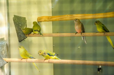 Üreme kafesinde papağanlar safkan kuş türleri papağan kuşları yer 