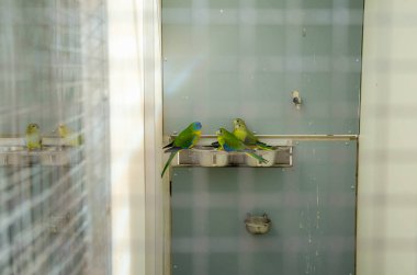 Üreme kafesinde papağanlar safkan kuş türleri papağan kuşları yer 