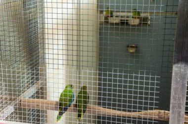 Üreme kafesinde papağanlar safkan kuş türleri papağan kuşları yer 