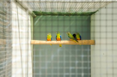 Üreme kafesinde papağanlar safkan kuş türleri papağan kuşları yer 