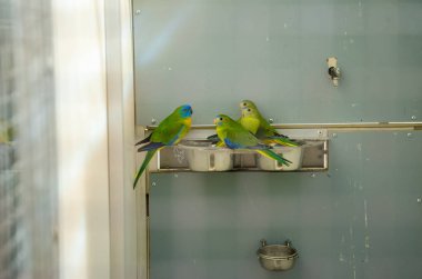 Üreme kafesinde papağanlar safkan kuş türleri papağan kuşları yer 