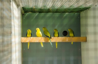Üreme kafesinde papağanlar safkan kuş türleri papağan kuşları yer 