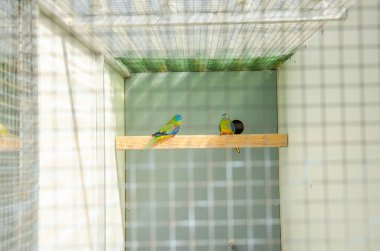 Üreme kafesinde papağanlar safkan kuş türleri papağan kuşları yer 