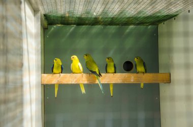 Üreme kafesinde papağanlar safkan kuş türleri papağan kuşları yer 