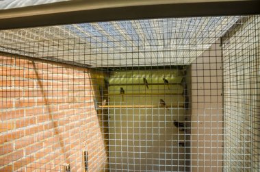 Üreme kafesinde papağanlar safkan kuş türleri papağan kuşları yer 