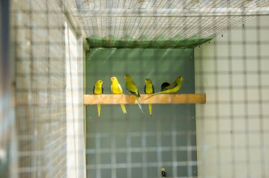 Üreme kafesinde papağanlar safkan kuş türleri papağan kuşları yer 