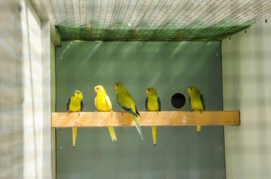 Üreme kafesinde papağanlar safkan kuş türleri papağan kuşları yer 