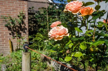 Hayvanlara karşı mevcut elektrik koruması çizgi çizilen akım şiddet geenpeace