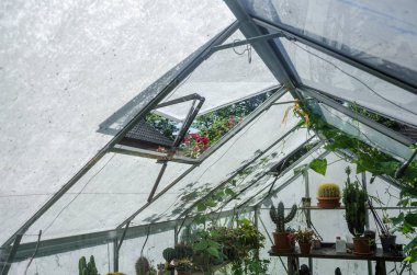 Seralar seralar çiçek ve bitkilerin cam fideleri dikim için yeşillik büyüyen flora doğası