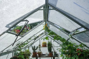 Seralar seralar çiçek ve bitkilerin cam fideleri dikim için yeşillik büyüyen flora doğası